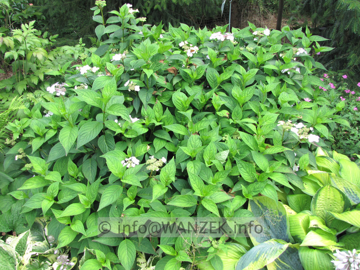 Hydrangea serrata Blue Bird 03.JPG